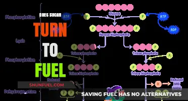 Does Sugar Turn to Fuel? Exploring the Body's Energy Conversion