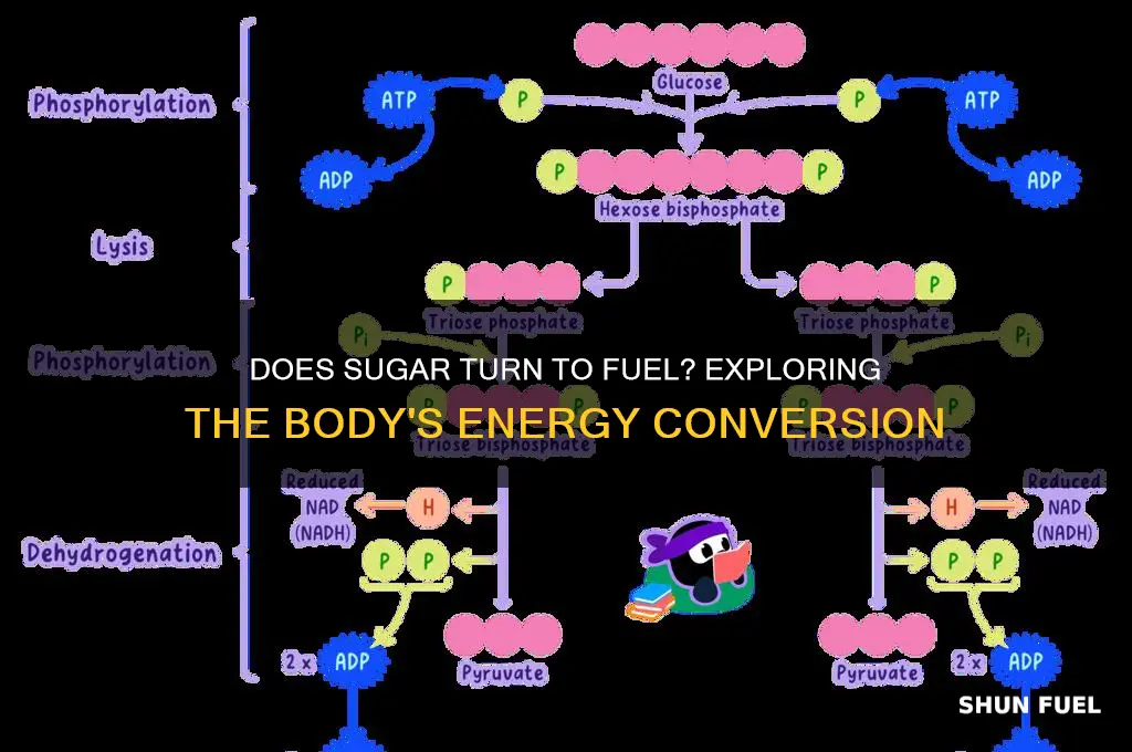 does sugar turn to fuel