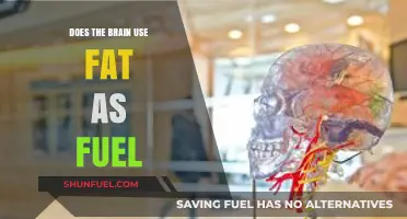 Brain Fuel: Unlocking the Role of Fat in Cognitive Energy