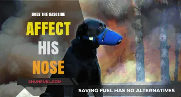 Does Gasoline Affect His Nose: Understanding Fumes and Canine Health