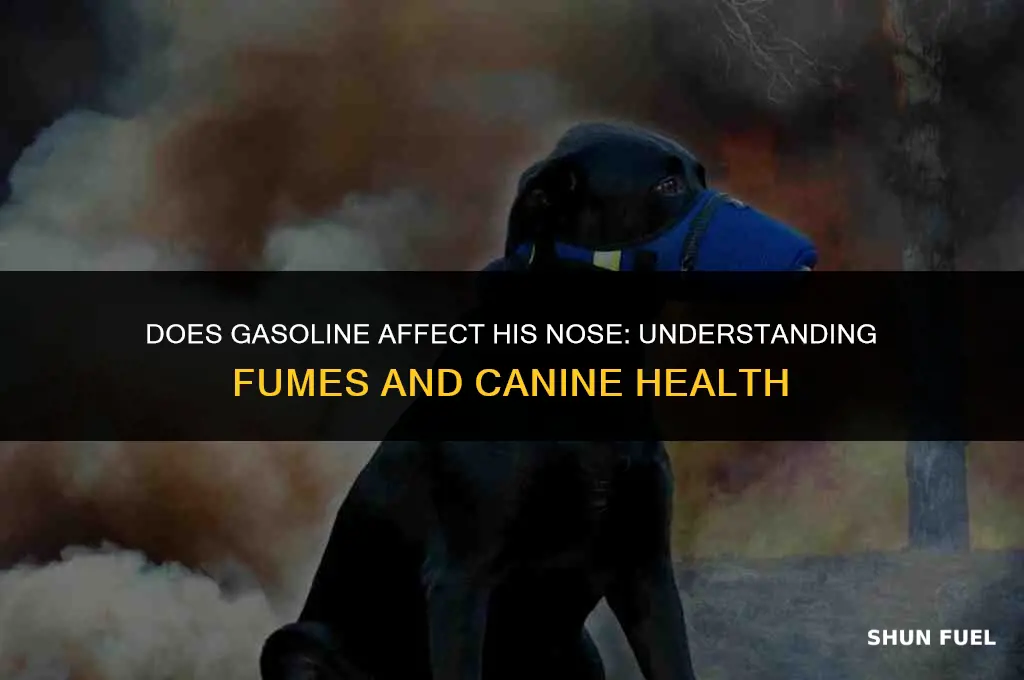 does the gasoline affect his nose