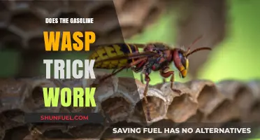 Debunking Myths: The Truth Behind the Gasoline Wasp Trick