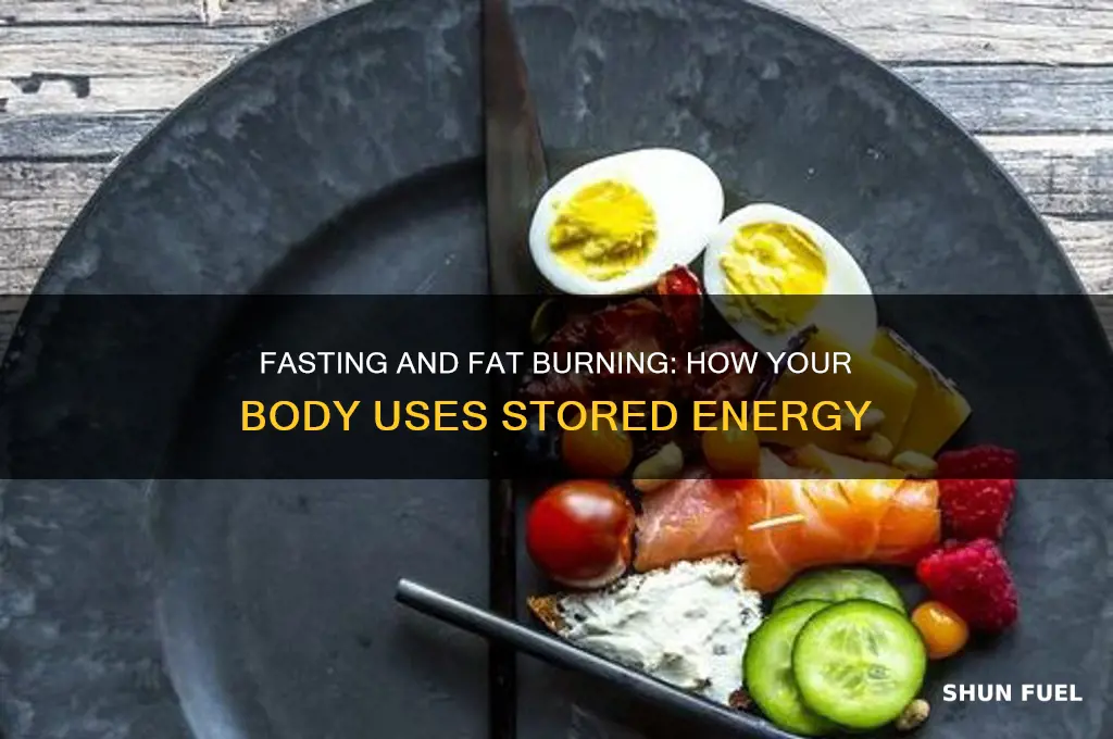 does your body use fat as fuel during fasting