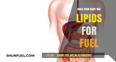Unlocking Energy: How Your Body Utilizes Lipids as Fuel