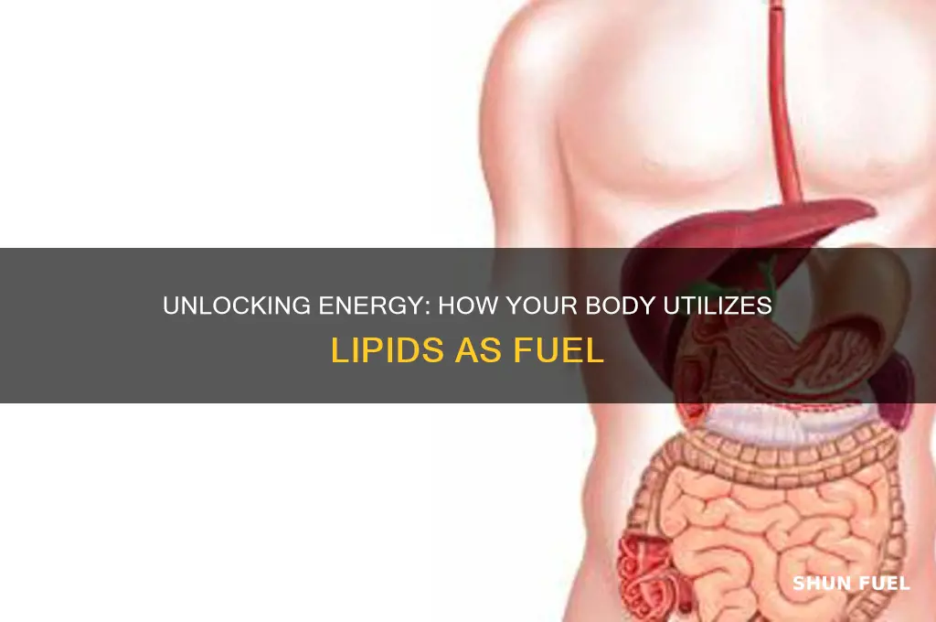 does your body use lipids for fuel