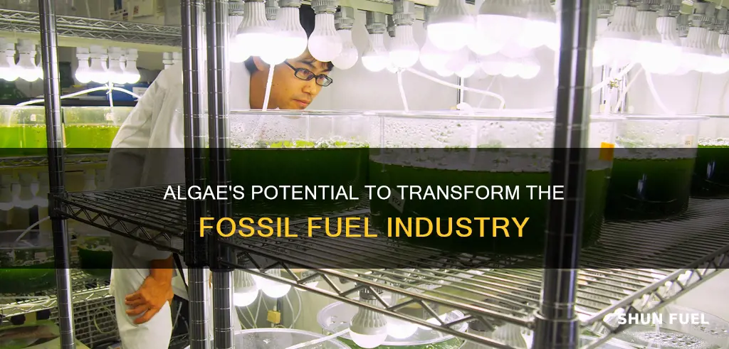 how algae could change the fossil fuel industry