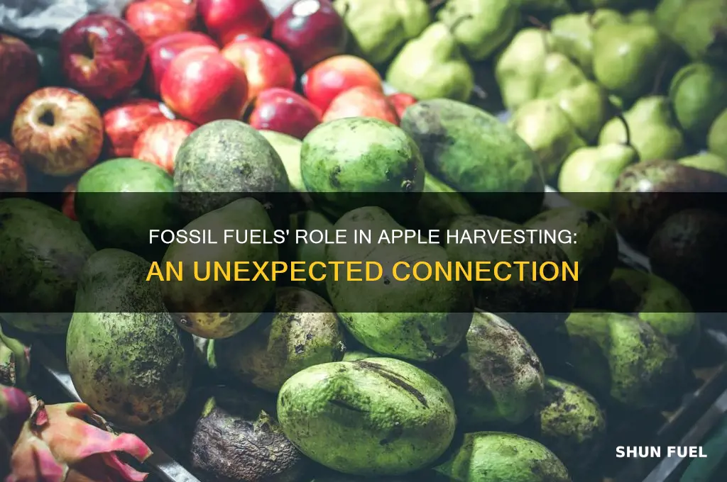 how are fosil fuels used to colect apples