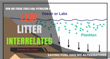 Fossil Fuels: Coal, Oil, and Leaf Litter Connections