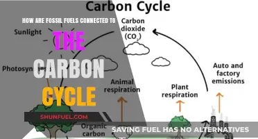 Fossil Fuels: Carbon Cycle's Dark Side
