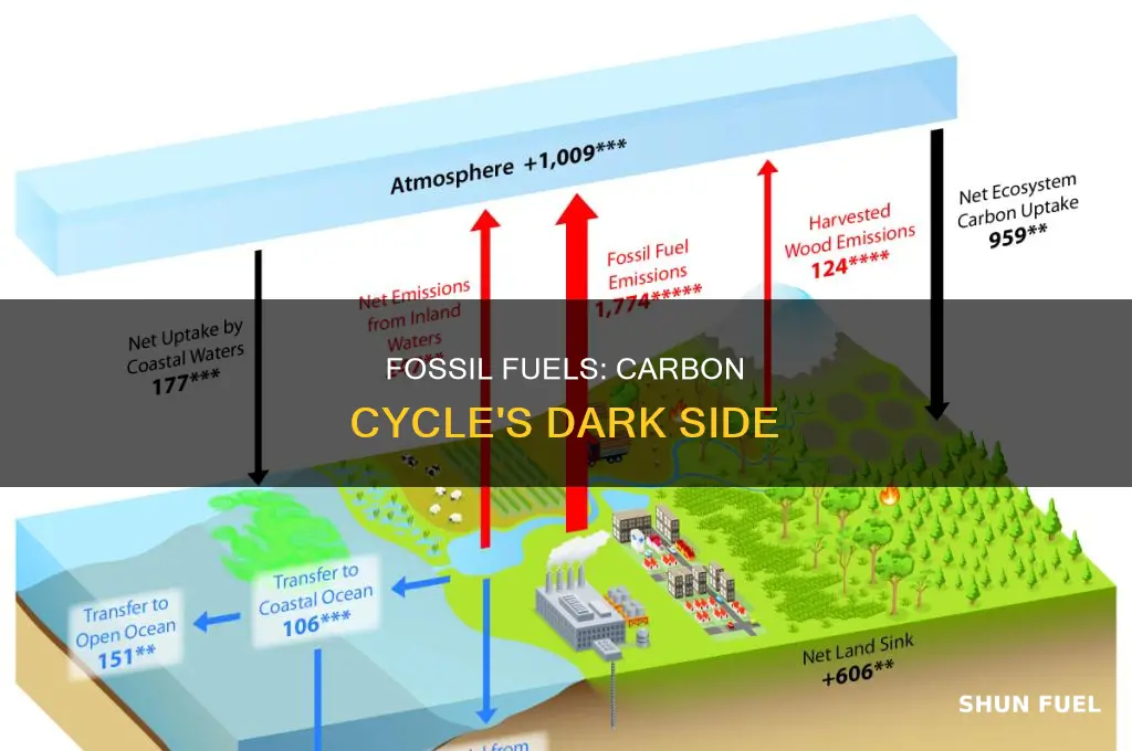 how are fossil fuels connected to the carbon cycle