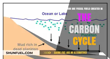 The Carbon Cycle's Fossil Fuel Formation