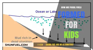 The Story of Fossil Fuels: How Did They Form?