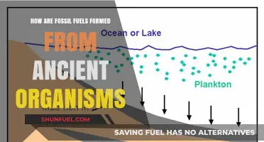The Evolution of Fossil Fuels From Ancient Organisms