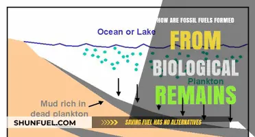 Biological Remains Transform: Fossil Fuels Formation