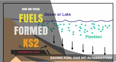 The Story of Fossil Fuels: How Are They Formed?
