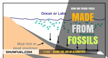 Fossil Fuels: Ancient Organisms Power Our World