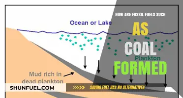 The Formation of Fossil Fuels: Coal's Ancient Origins