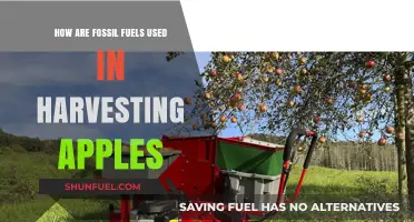 Fossil Fuels: Powering Apple Harvesting Techniques