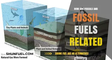 Fossil Fuels: Ancient Life's Energy Legacy