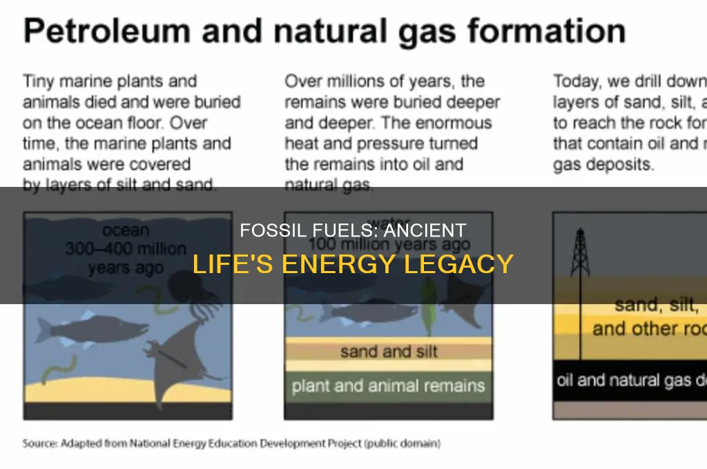 how are fossils and fossil fuels related