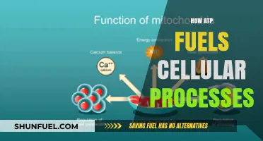 ATP: The Essential Energy Currency Powering Cellular Life Processes
