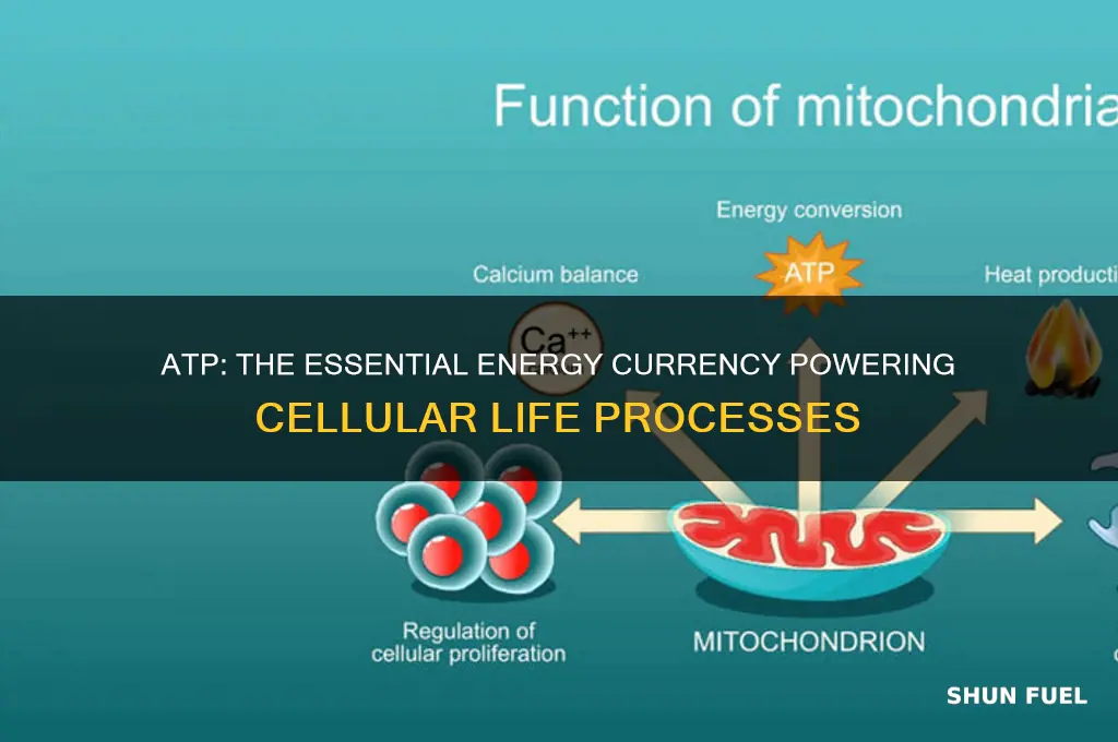 how atp fuels cellular processes