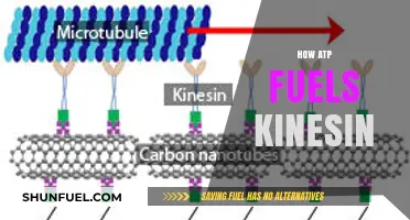 ATP's Power: Driving Kinesin's Molecular Motor for Cellular Transport