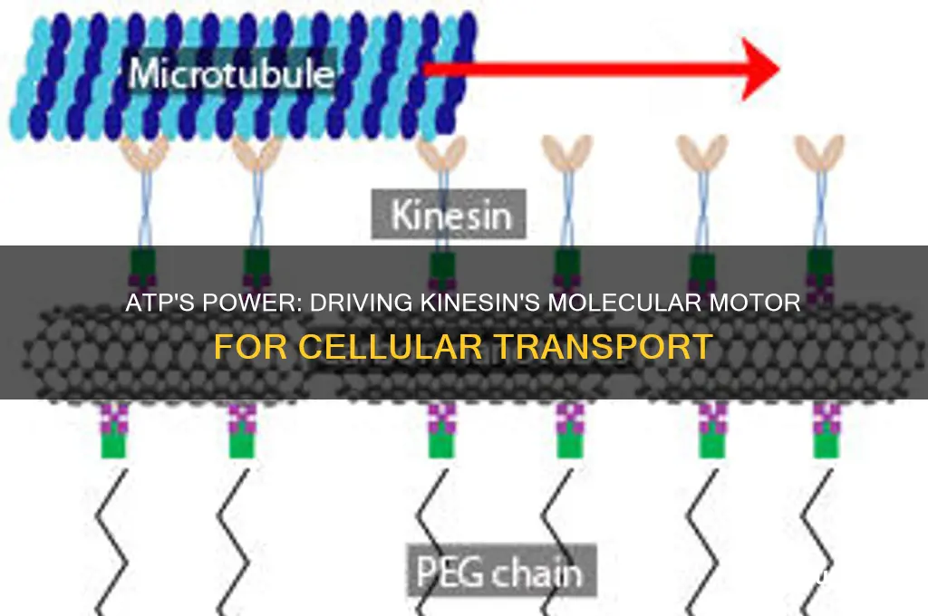 how atp fuels kinesin