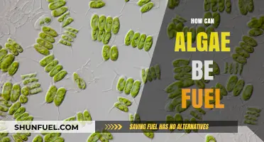 Algae as Green Energy: Sustainable Fuel for a Cleaner Future