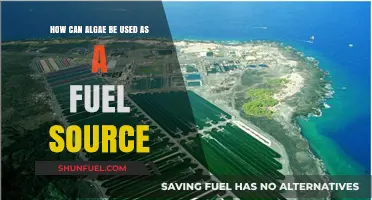 Unlocking Green Energy: Algae's Potential as a Sustainable Fuel Source