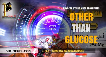 Unlocking ATP Production: Alternative Fuel Sources Beyond Glucose Explored