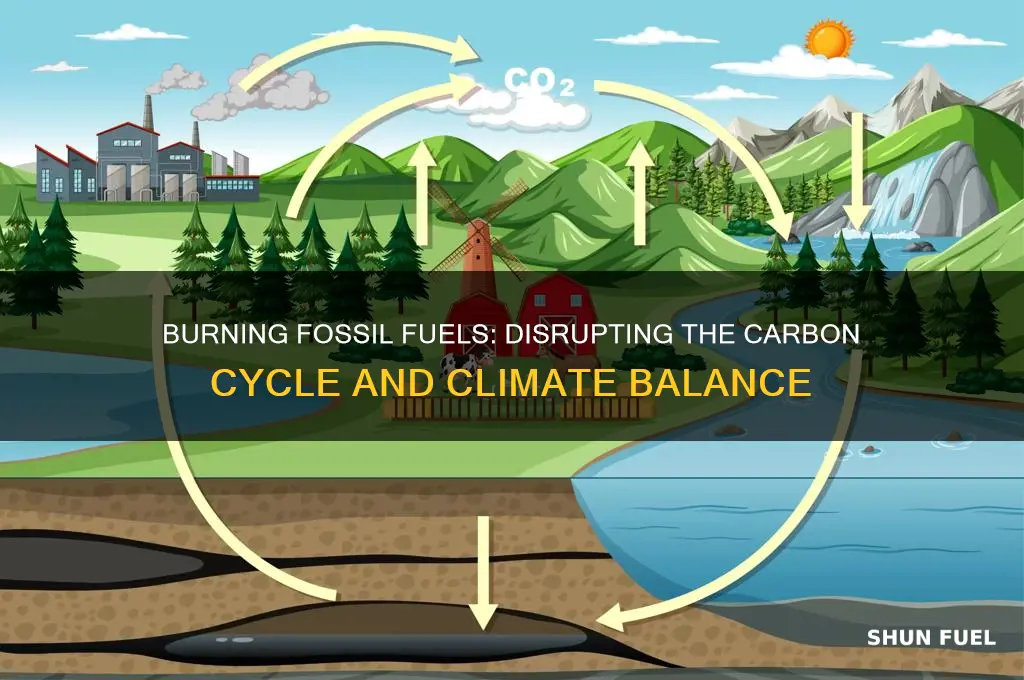 how can burning fossil fuels affect the carbon cycle