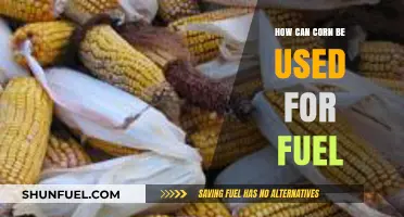 Corn's Surprising Power: Transforming Crops into Clean, Renewable Fuel