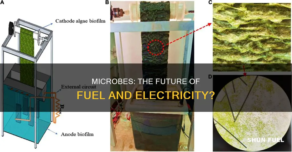 how can microbes provide fuels for cars and electricity