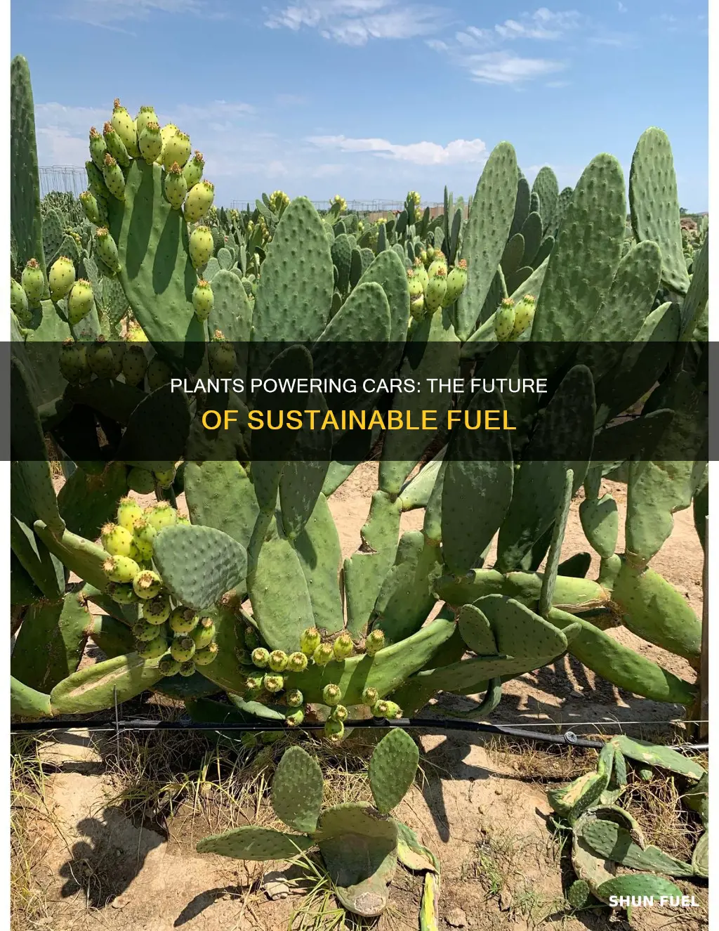 how can plants be used to fuel cars