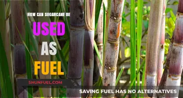 Sugarcane's Sweet Potential: Transforming Crops into Clean, Renewable Fuel