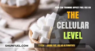 Training's Impact: Cellular Fuel Efficiency and Metabolic Adaptations Explained