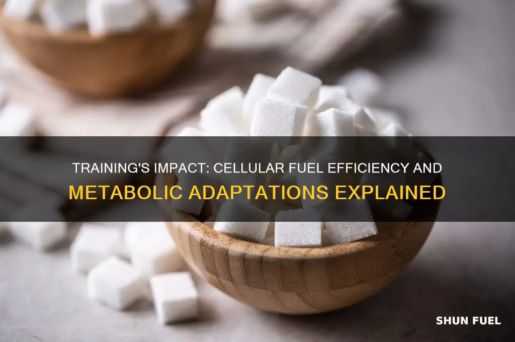 how can training affect fuel use on the cellular level
