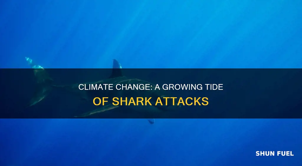 how climate change is fueling a rise in shark attacks