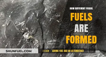 The Formation Story of Fossil Fuels