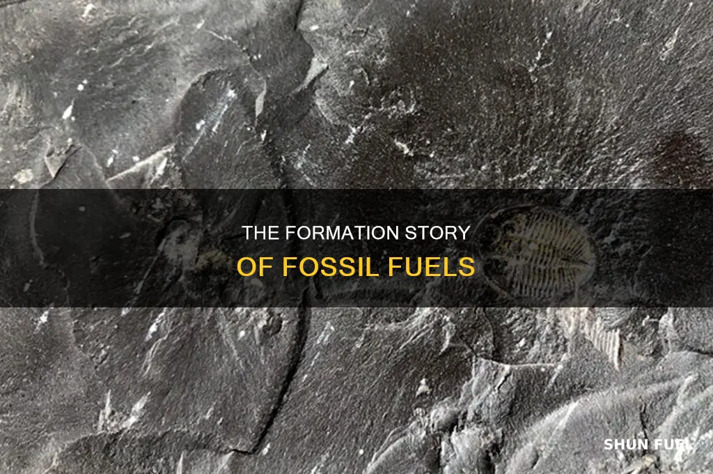 how different fossil fuels are formed