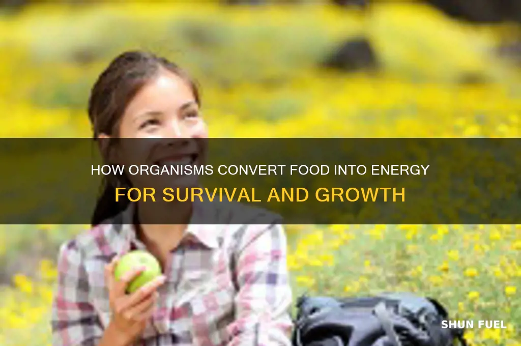 how do all organisms use food as a fuel