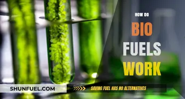 Understanding Biofuels: How Renewable Energy Powers Vehicles and Industries