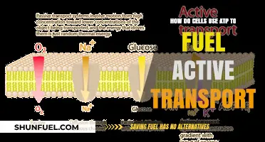 ATP's Role in Powering Active Transport Across Cell Membranes