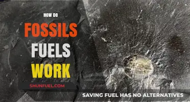 Fossil Fuels: Energy's Ancient History
