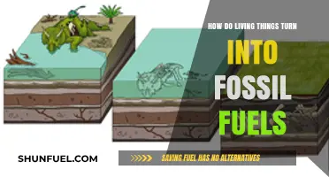 Life to Fossil Fuels: The Ancient Transformation