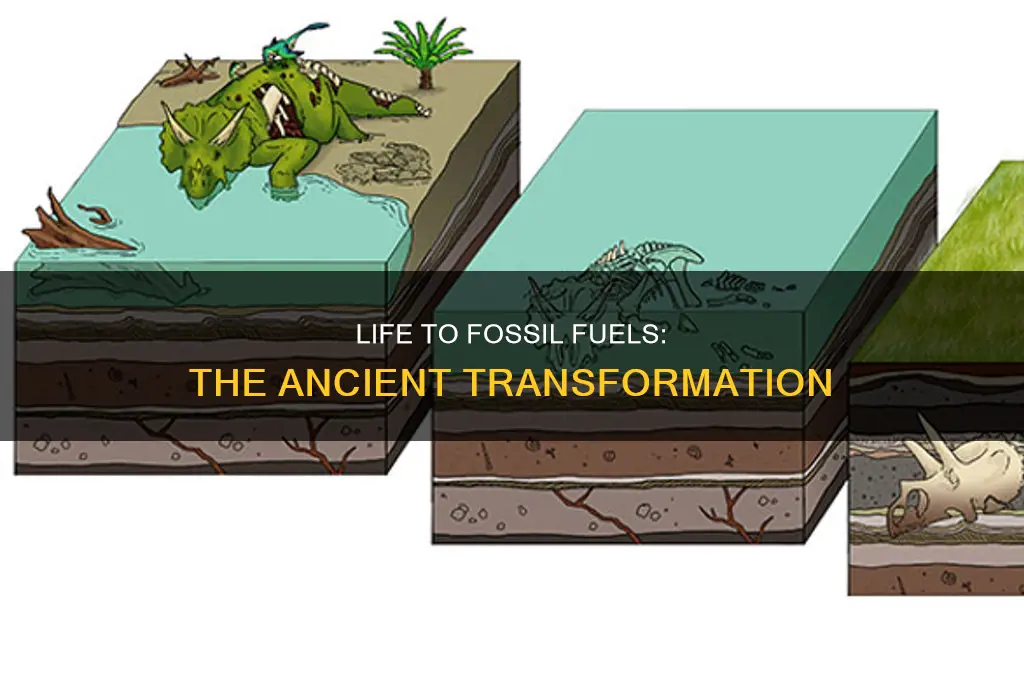 how do living things turn into fossil fuels