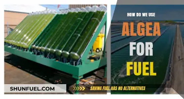 Harnessing Algae's Power: Sustainable Fuel Solutions for a Greener Future