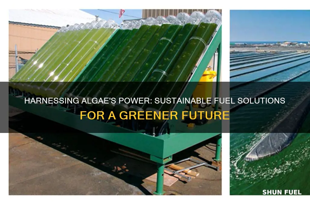 how do we use algea for fuel
