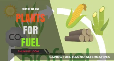 Harnessing Nature's Power: How Plants Fuel Our Energy Needs